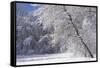 Marthaler Park Forest in Snow-jrferrermn-Framed Stretched Canvas