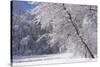 Marthaler Park Forest in Snow-jrferrermn-Stretched Canvas