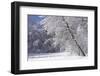 Marthaler Park Forest in Snow-jrferrermn-Framed Photographic Print