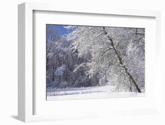 Marthaler Park Forest in Snow-jrferrermn-Framed Photographic Print