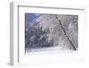 Marthaler Park Forest in Snow-jrferrermn-Framed Photographic Print