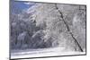 Marthaler Park Forest in Snow-jrferrermn-Mounted Photographic Print