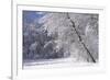 Marthaler Park Forest in Snow-jrferrermn-Framed Photographic Print