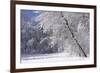 Marthaler Park Forest in Snow-jrferrermn-Framed Photographic Print