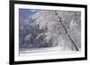 Marthaler Park Forest in Snow-jrferrermn-Framed Photographic Print