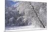 Marthaler Park Forest in Snow-jrferrermn-Mounted Photographic Print