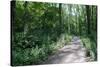 Marthaler Park Forest Trail-jrferrermn-Stretched Canvas