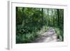 Marthaler Park Forest Trail-jrferrermn-Framed Photographic Print