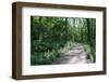 Marthaler Park Forest Trail-jrferrermn-Framed Photographic Print