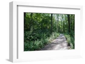 Marthaler Park Forest Trail-jrferrermn-Framed Photographic Print