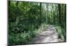 Marthaler Park Forest Trail-jrferrermn-Mounted Photographic Print