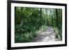 Marthaler Park Forest Trail-jrferrermn-Framed Photographic Print