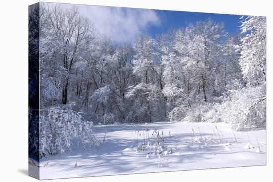 Marthaler Park Trees and Marsh in Winter-jrferrermn-Stretched Canvas