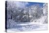 Marthaler Park Trees and Marsh in Winter-jrferrermn-Stretched Canvas