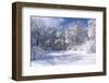 Marthaler Park Trees and Marsh in Winter-jrferrermn-Framed Photographic Print