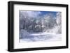 Marthaler Park Trees and Marsh in Winter-jrferrermn-Framed Photographic Print