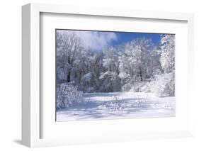 Marthaler Park Trees and Marsh in Winter-jrferrermn-Framed Photographic Print