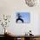 Martial Arts Posture-null-Photographic Print displayed on a wall