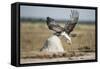 Martial Eagle, Nxai Pan National Park, Botswana-Paul Souders-Framed Stretched Canvas