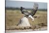 Martial Eagle, Nxai Pan National Park, Botswana-Paul Souders-Stretched Canvas