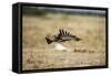 Martial Eagle, Nxai Pan National Park, Botswana-Paul Souders-Framed Stretched Canvas