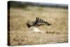 Martial Eagle, Nxai Pan National Park, Botswana-Paul Souders-Stretched Canvas