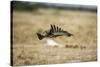 Martial Eagle, Nxai Pan National Park, Botswana-Paul Souders-Stretched Canvas