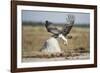 Martial Eagle, Nxai Pan National Park, Botswana-Paul Souders-Framed Photographic Print