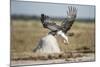 Martial Eagle, Nxai Pan National Park, Botswana-Paul Souders-Mounted Photographic Print