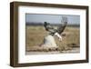 Martial Eagle, Nxai Pan National Park, Botswana-Paul Souders-Framed Photographic Print