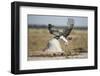 Martial Eagle, Nxai Pan National Park, Botswana-Paul Souders-Framed Photographic Print