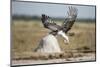 Martial Eagle, Nxai Pan National Park, Botswana-Paul Souders-Mounted Photographic Print