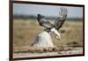 Martial Eagle, Nxai Pan National Park, Botswana-Paul Souders-Framed Photographic Print