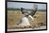 Martial Eagle, Nxai Pan National Park, Botswana-Paul Souders-Framed Photographic Print