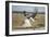 Martial Eagle, Nxai Pan National Park, Botswana-Paul Souders-Framed Photographic Print