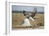 Martial Eagle, Nxai Pan National Park, Botswana-Paul Souders-Framed Photographic Print