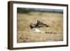 Martial Eagle, Nxai Pan National Park, Botswana-Paul Souders-Framed Photographic Print