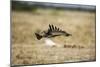 Martial Eagle, Nxai Pan National Park, Botswana-Paul Souders-Mounted Photographic Print