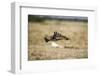 Martial Eagle, Nxai Pan National Park, Botswana-Paul Souders-Framed Photographic Print