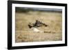 Martial Eagle, Nxai Pan National Park, Botswana-Paul Souders-Framed Photographic Print