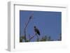 Martial Eagle on A Branch-Circumnavigation-Framed Photographic Print