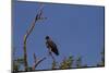 Martial Eagle on A Branch-Circumnavigation-Mounted Photographic Print