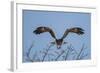 Martial Eagle (Polemaetus Bellicosus) Flying, Kruger National Park, South Africa-Neil Aldridge-Framed Photographic Print