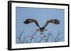 Martial Eagle (Polemaetus Bellicosus) Flying, Kruger National Park, South Africa-Neil Aldridge-Framed Photographic Print