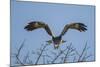 Martial Eagle (Polemaetus Bellicosus) Flying, Kruger National Park, South Africa-Neil Aldridge-Mounted Photographic Print