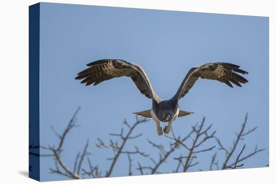 Martial Eagle (Polemaetus Bellicosus) Flying, Kruger National Park, South Africa-Neil Aldridge-Stretched Canvas