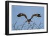 Martial Eagle (Polemaetus Bellicosus) Flying, Kruger National Park, South Africa-Neil Aldridge-Framed Photographic Print