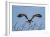 Martial Eagle (Polemaetus Bellicosus) Flying, Kruger National Park, South Africa-Neil Aldridge-Framed Photographic Print