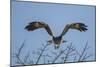 Martial Eagle (Polemaetus Bellicosus) Flying, Kruger National Park, South Africa-Neil Aldridge-Mounted Photographic Print