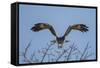 Martial Eagle (Polemaetus Bellicosus) Flying, Kruger National Park, South Africa-Neil Aldridge-Framed Stretched Canvas
